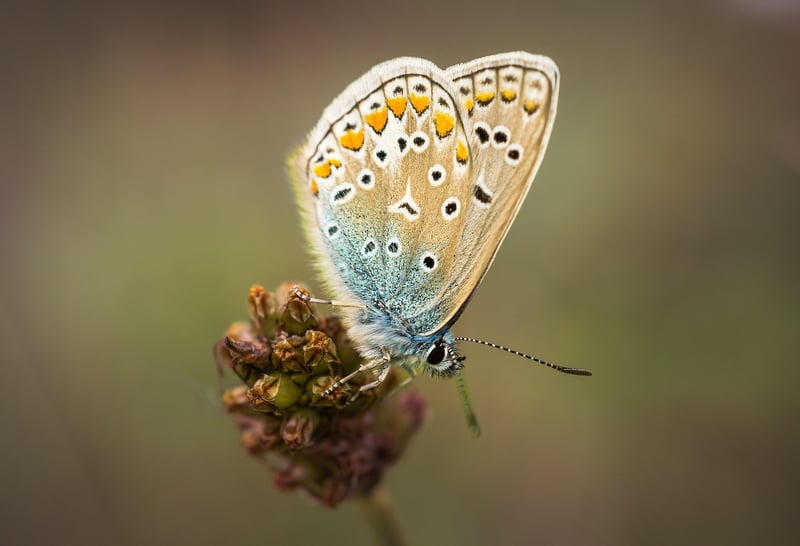 Butterfly Protocol